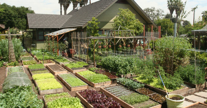 Backyard Farming Ideas
 Family Grow All The Food They Need In Their Urban Home’s