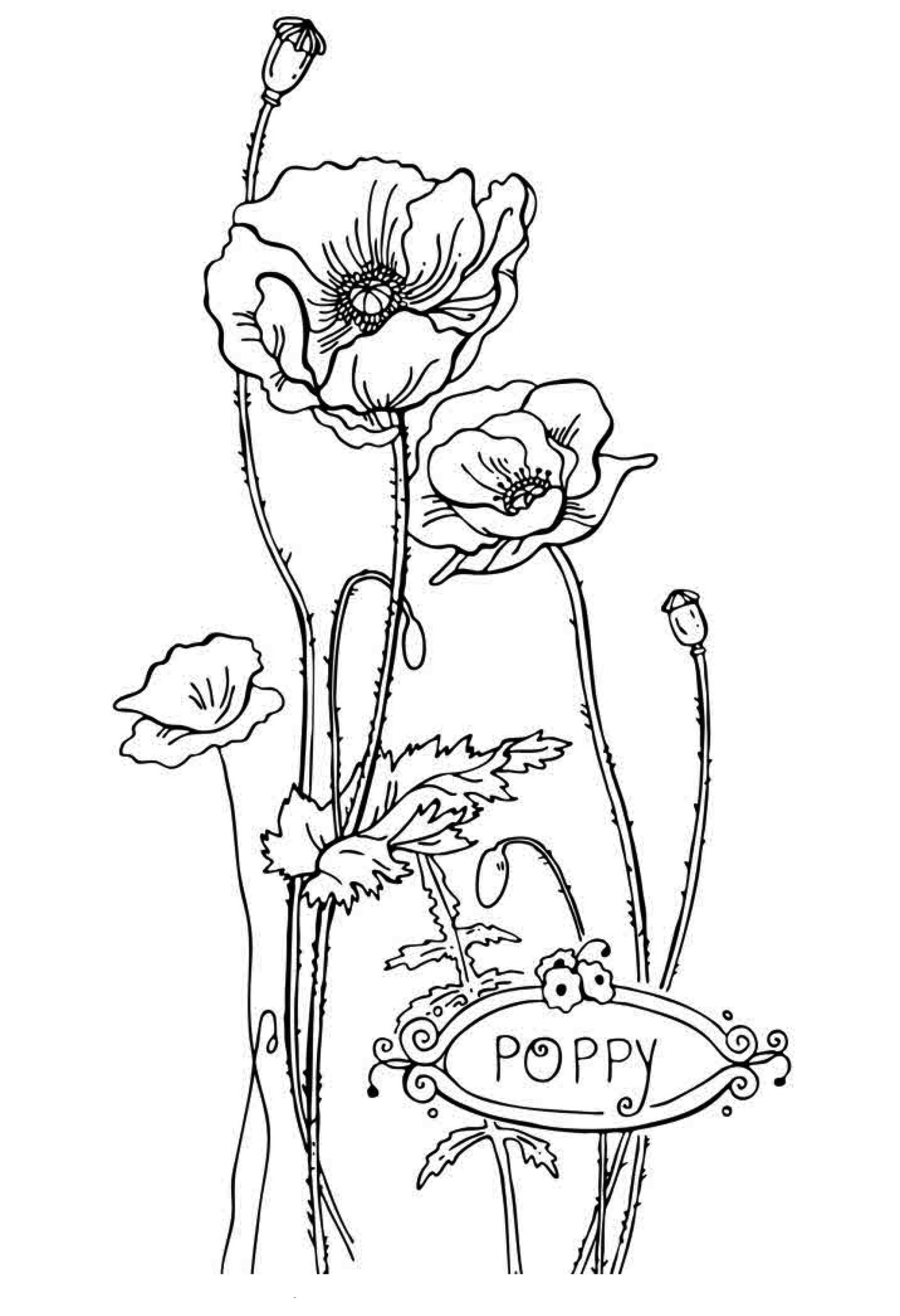 Printable Coloring Pages Kids
 Free Printable Flower Coloring Pages For Kids Best
