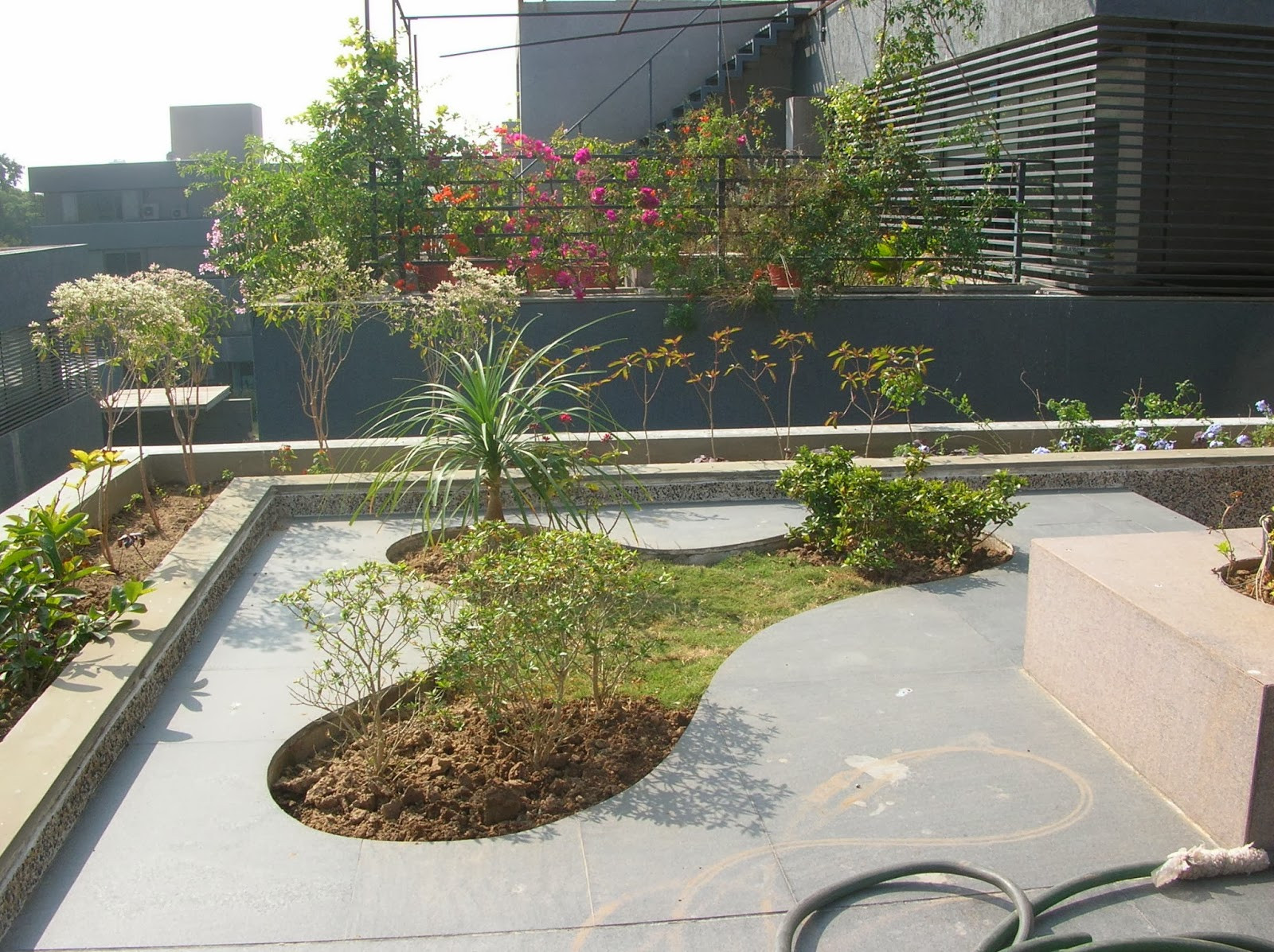 Terrace Landscape Plants
 Bonsai Trees and Plants in Ahmedabad for Sale garden