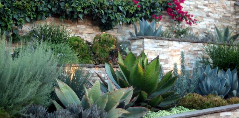 Terrace Landscape Plants
 terraced gardens and the Cow Horn agave With images