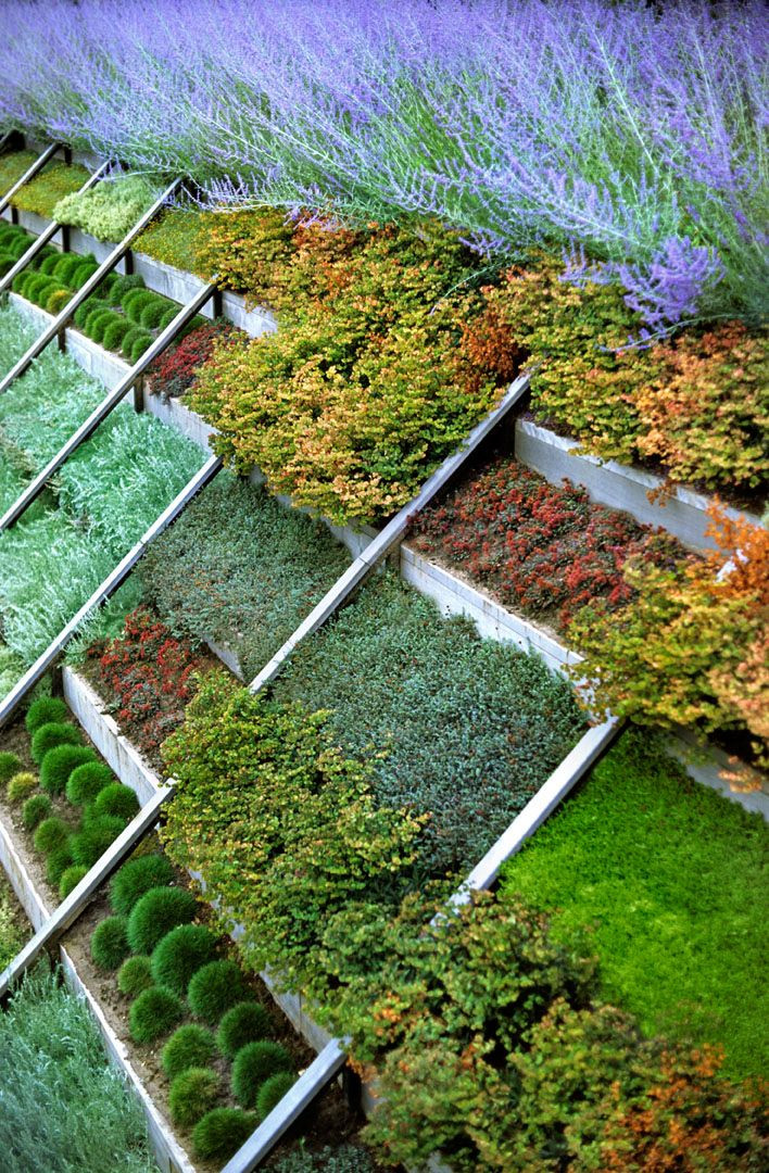 Terrace Landscape Plants
 104 best images about Slope Plantings on Pinterest