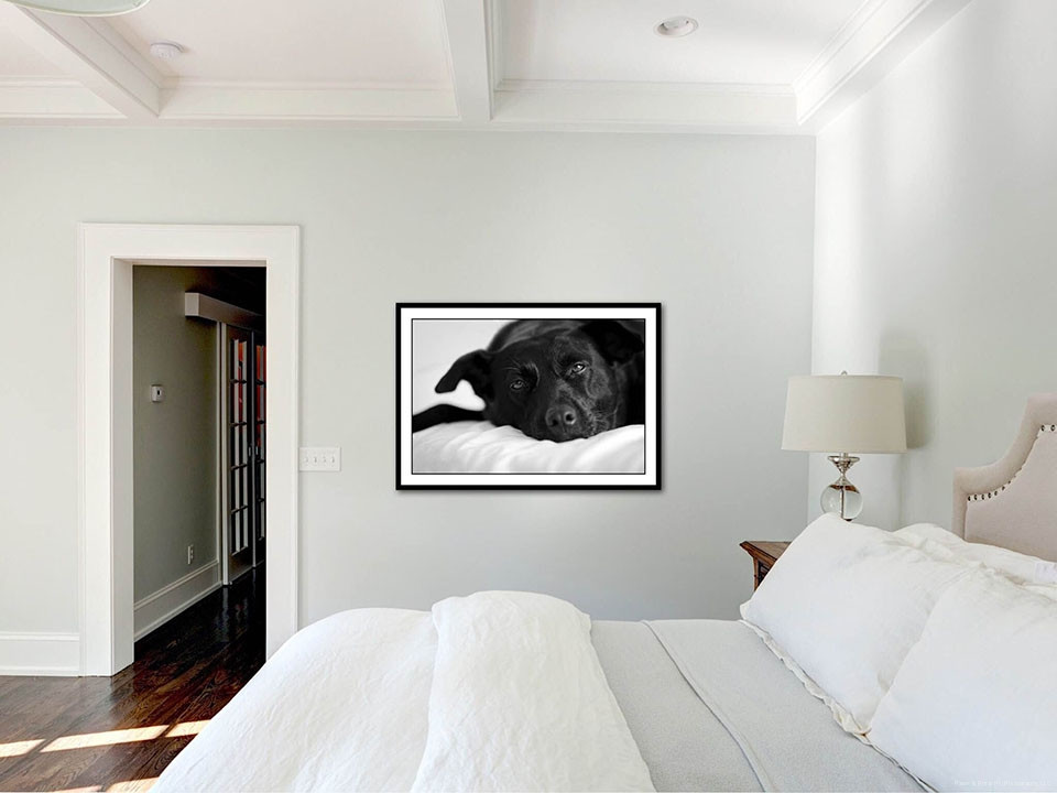 Wall Prints For Bedroom
 custom wall art – Paws & Prints Pet graphy – Modern