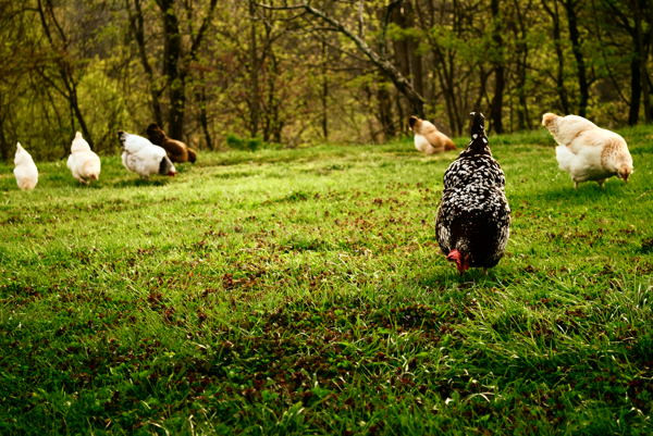 Arguments Against Backyard Chickens
 The 6 Silliest Arguments Against Backyard Chickens My Pet