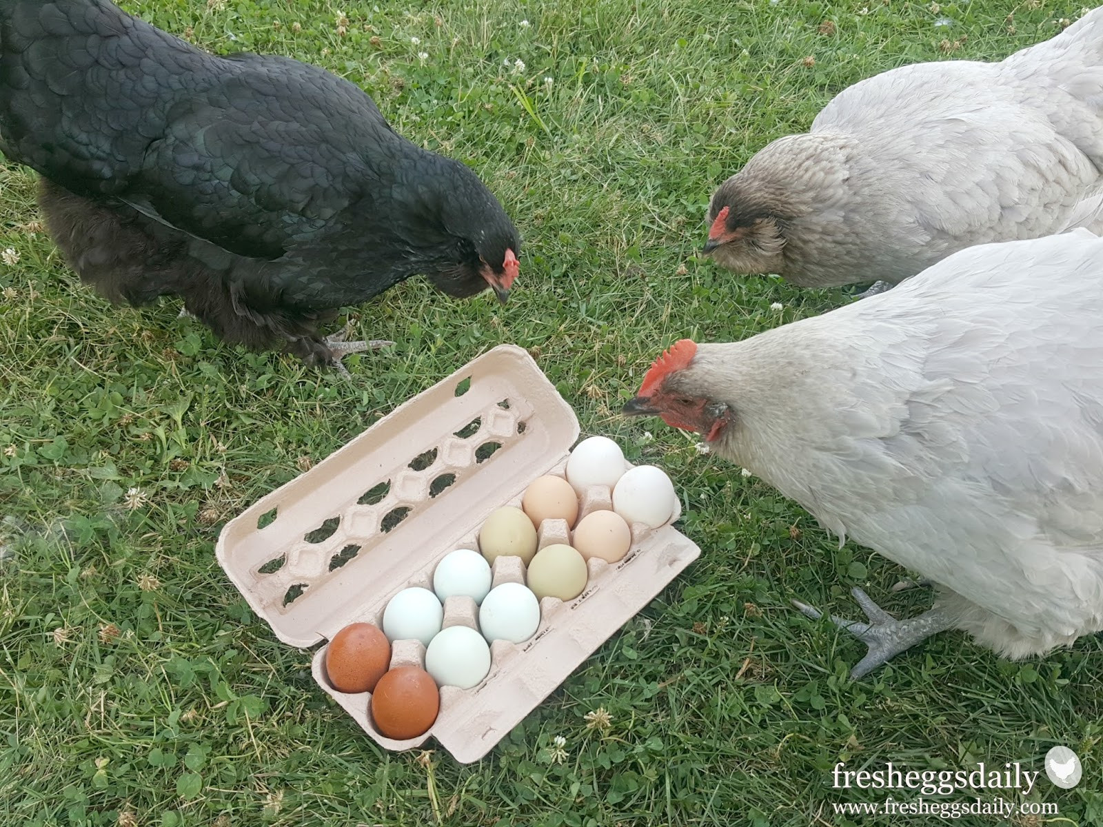 Arguments Against Backyard Chickens
 Why I Don t Keep a Rooster in My Backyard Chicken Flock