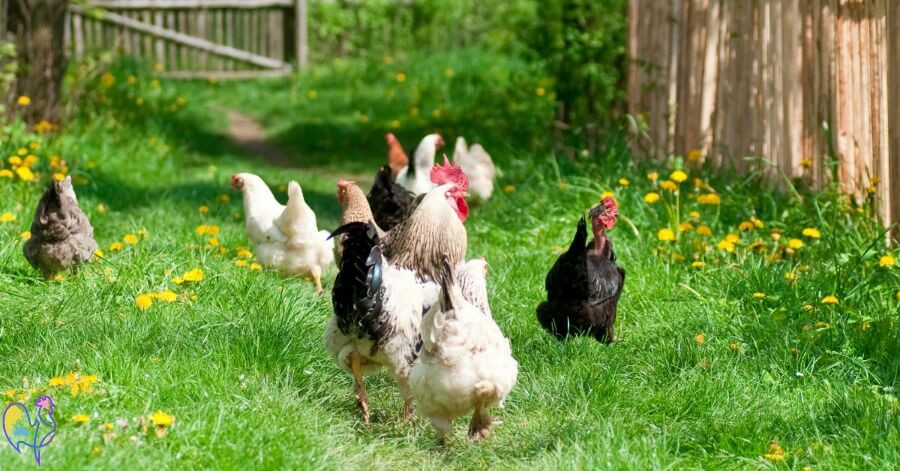 Arguments Against Backyard Chickens
 Why have a rooster 5 top reasons why it s a great idea