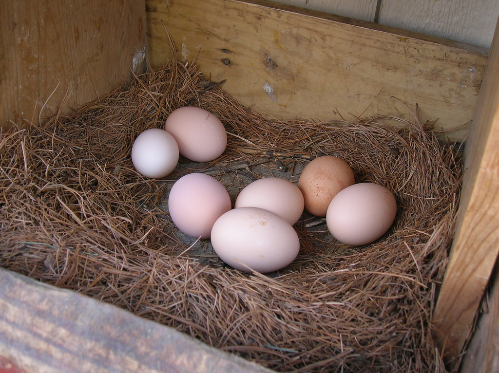 Arguments Against Backyard Chickens
 Learn ins and outs of egg washing & whether you should do