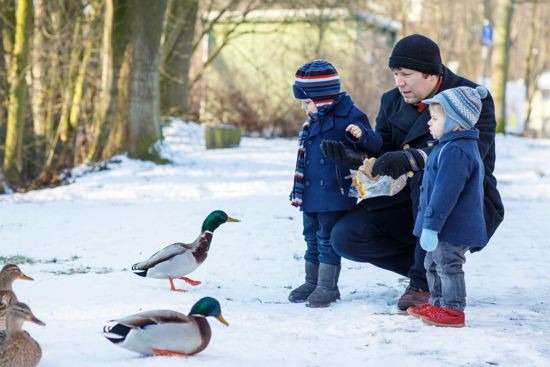 Arguments Against Backyard Chickens
 Western States Detect Bird Flu How to Protect Your Flock