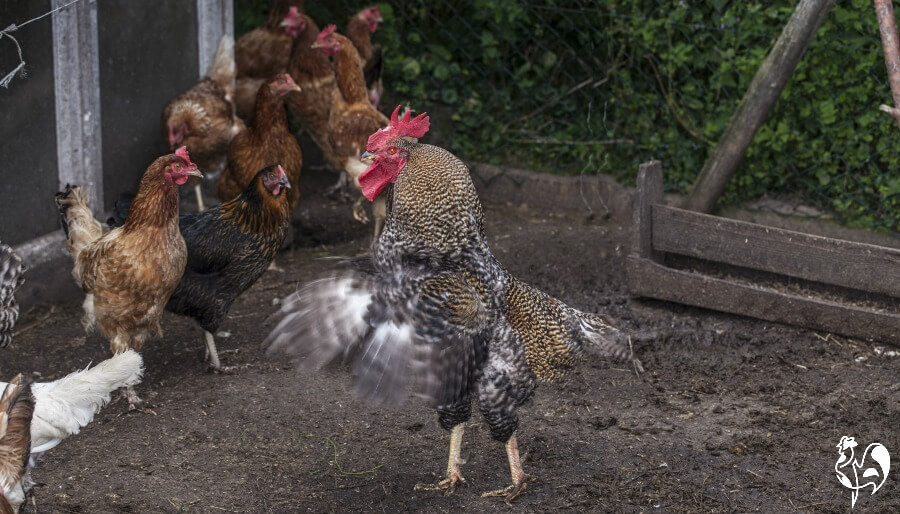 Arguments Against Backyard Chickens
 Why have a rooster 5 top reasons why it s a great idea