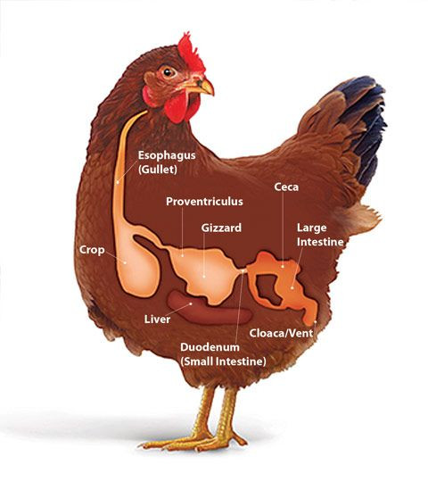 Arguments Against Backyard Chickens
 Best Backyard Chickens Facts about Chickens Best