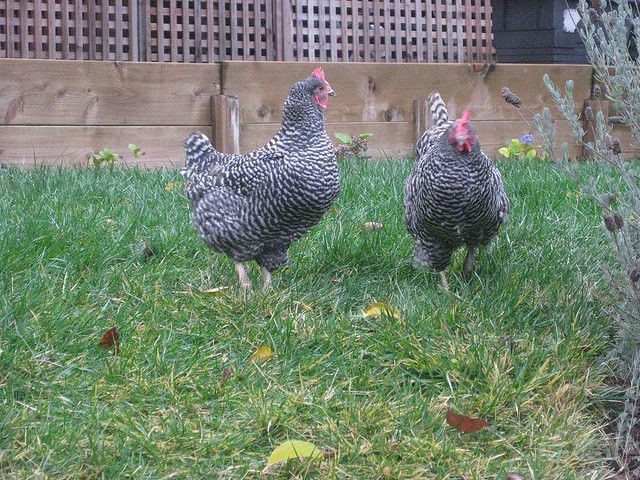 Arguments Against Backyard Chickens
 Defanging 4 arguments against urban chickens