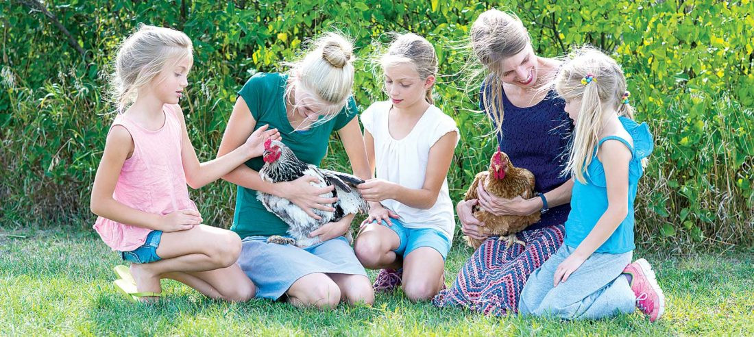 Arguments Against Backyard Chickens
 mittee says yes to chickens