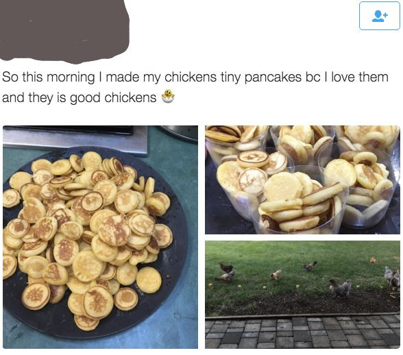 Arguments Against Backyard Chickens
 Someone made tiny pancakes for their chickens Your