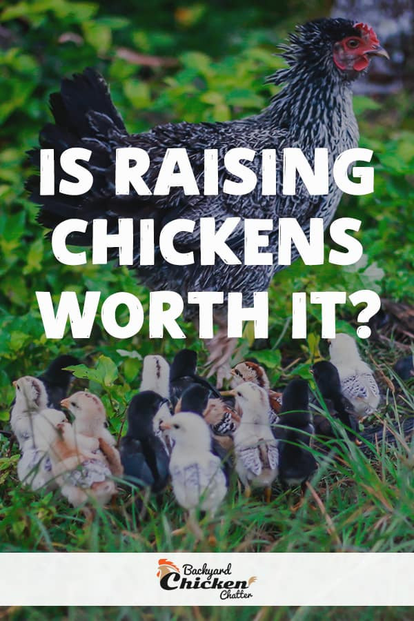 Arguments Against Backyard Chickens
 Is Raising Chickens Worth it