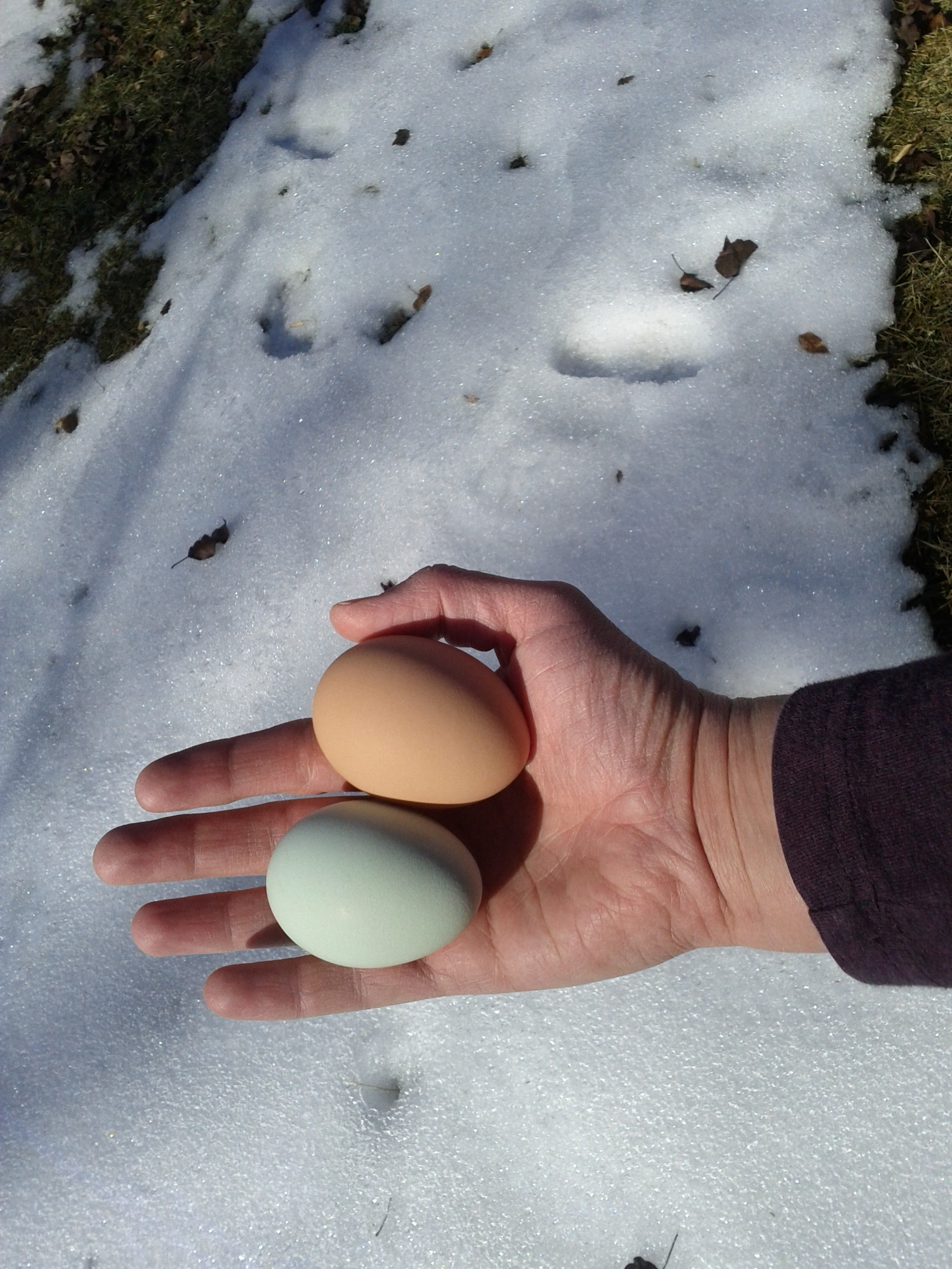 Arguments Against Backyard Chickens
 Learn ins and outs of egg washing & whether you should do