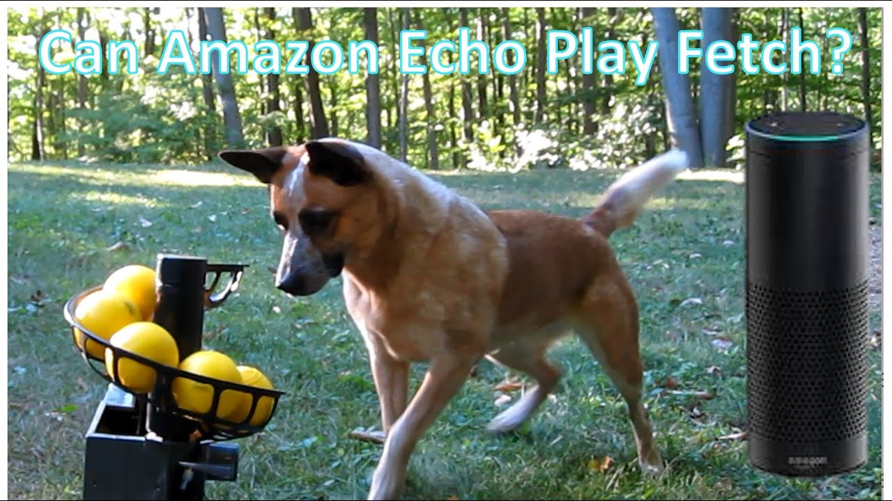 Automatic Dog Ball Thrower DIY
 DIY Automatic Ball Launcher for Dogs Amazon Echo or Cell