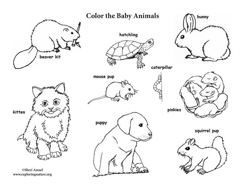 Baby Animals Coloring Book
 Baby Animal Labeled Coloring Page