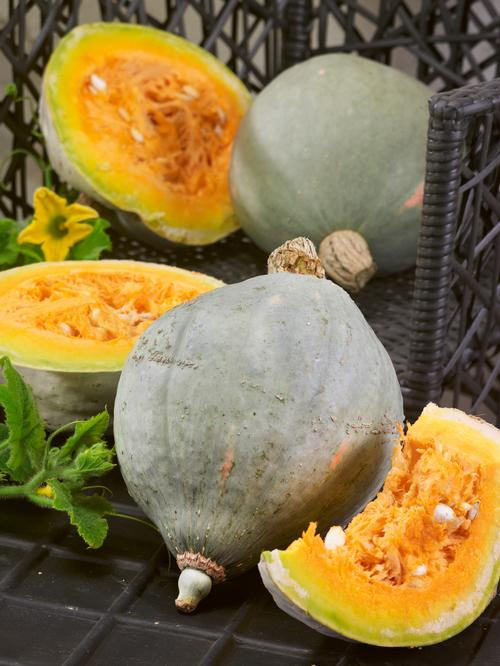 Baby Blue Hubbard Squash Recipes
 SQUASH OP HUBBARD BABY BLUE Cucurbita maxima Squash