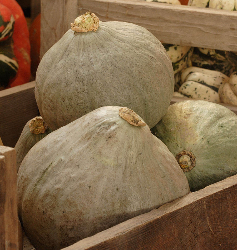 Baby Blue Hubbard Squash Recipes
 Baby Blue Hubbard squash seeds