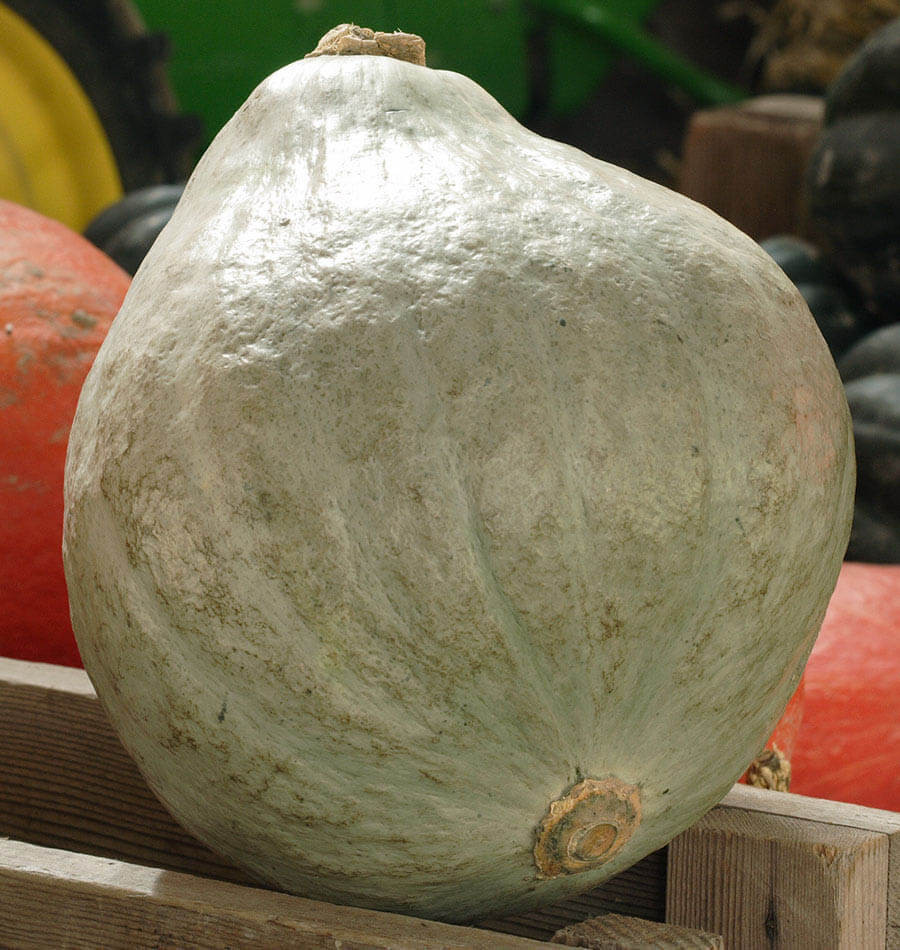 Baby Blue Hubbard Squash Recipes
 Baby Blue Hubbard squash seeds