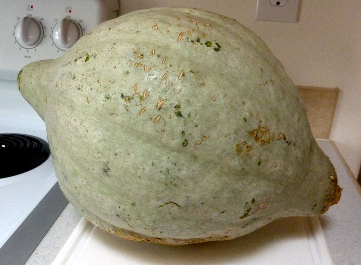 Baby Blue Hubbard Squash Recipes
 Baby Blue Hubbard Squash