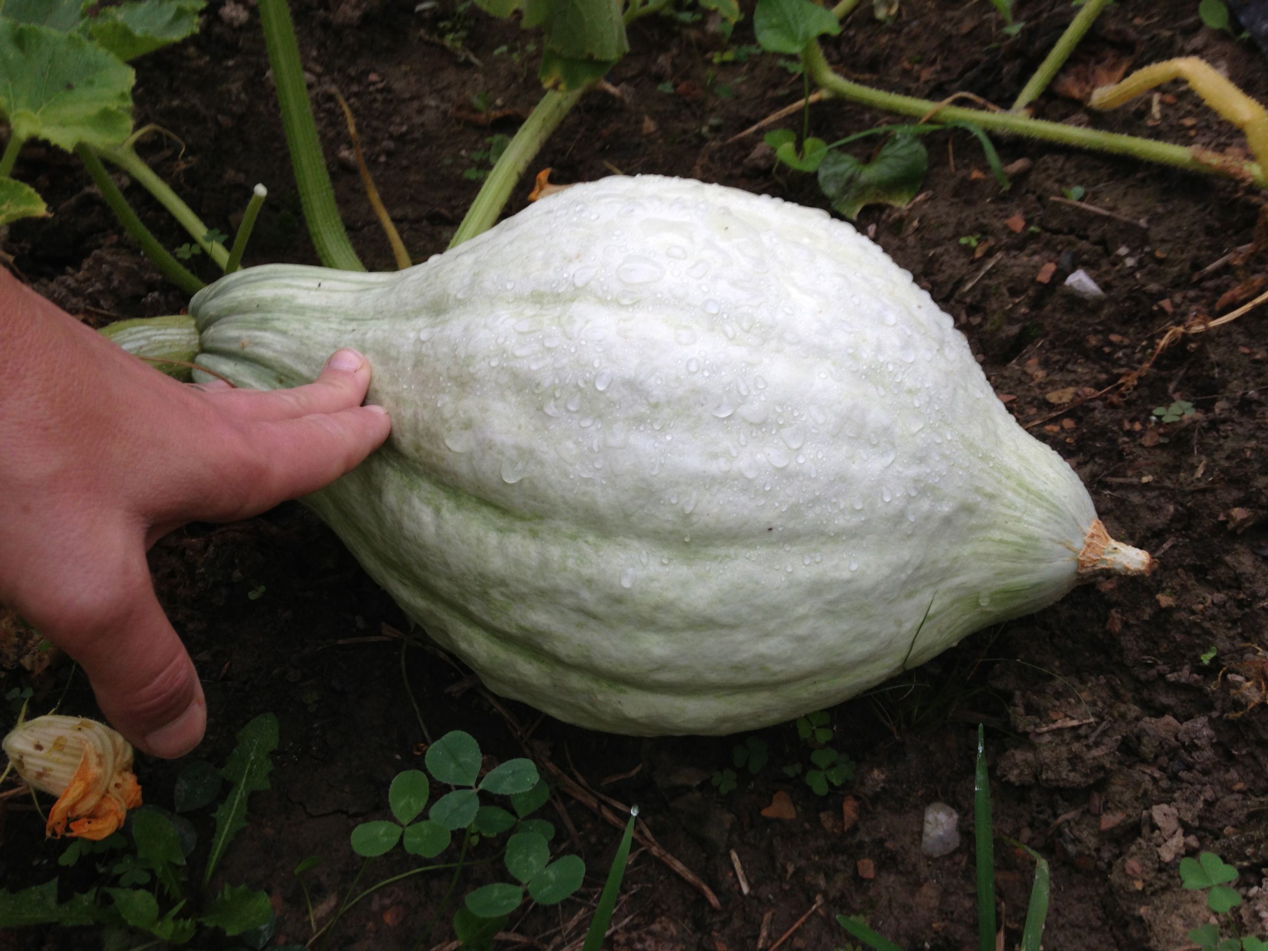 Baby Blue Hubbard Squash Recipes
 baby blue hubbard squash recipes