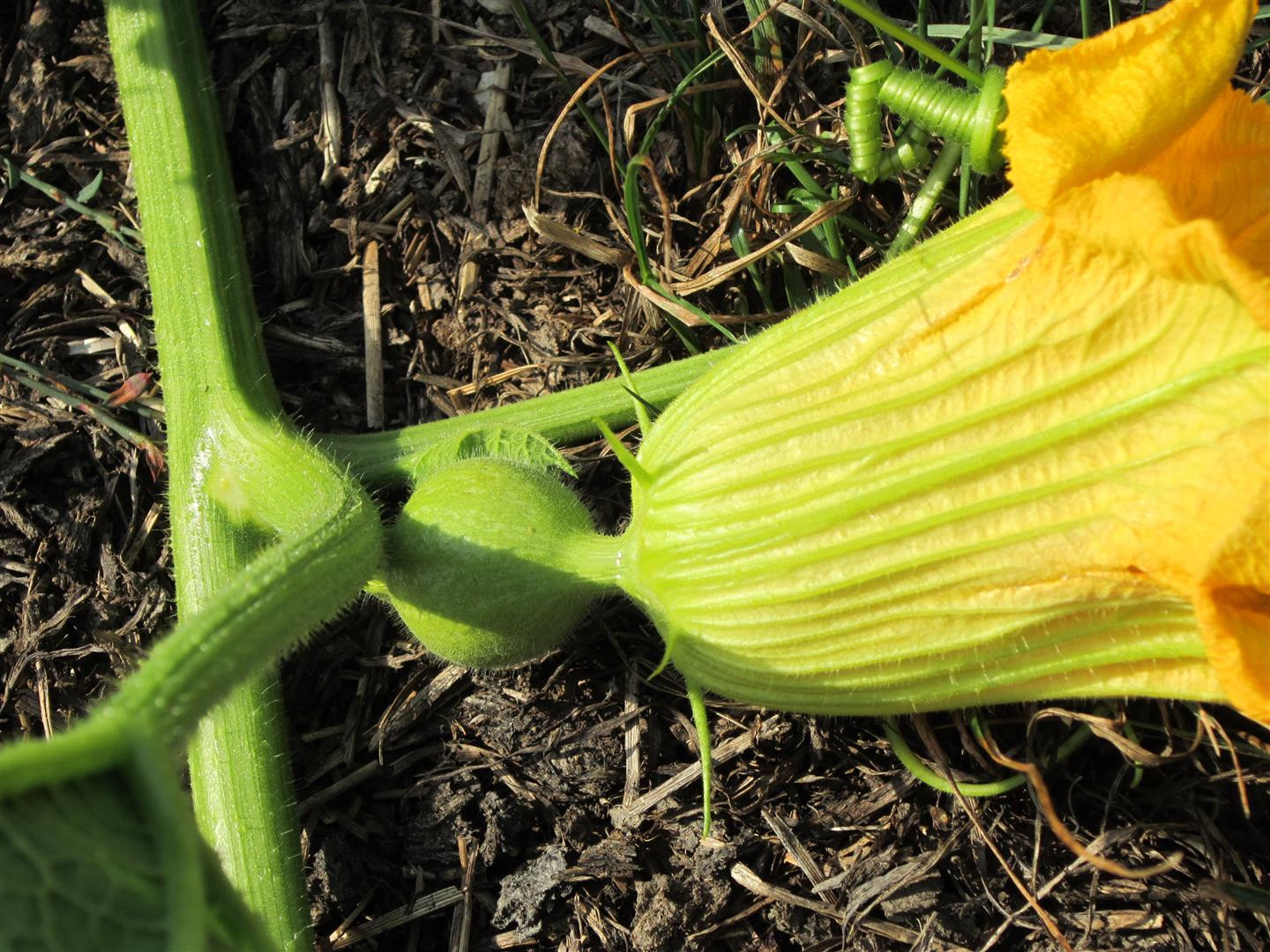 Baby Blue Hubbard Squash Recipes
 Cucurbita maxima and a Blue Hubbard Squash