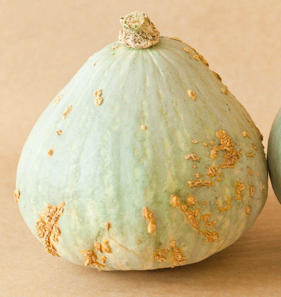 Baby Blue Hubbard Squash Recipes
 Baby Blue Hubbard squash seeds