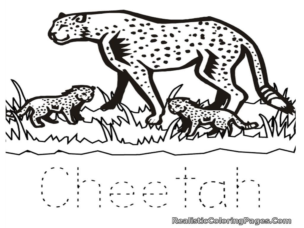 Baby Cheetah Coloring Pages
 Cute Baby Cheetah Coloring Pages Coloring Home