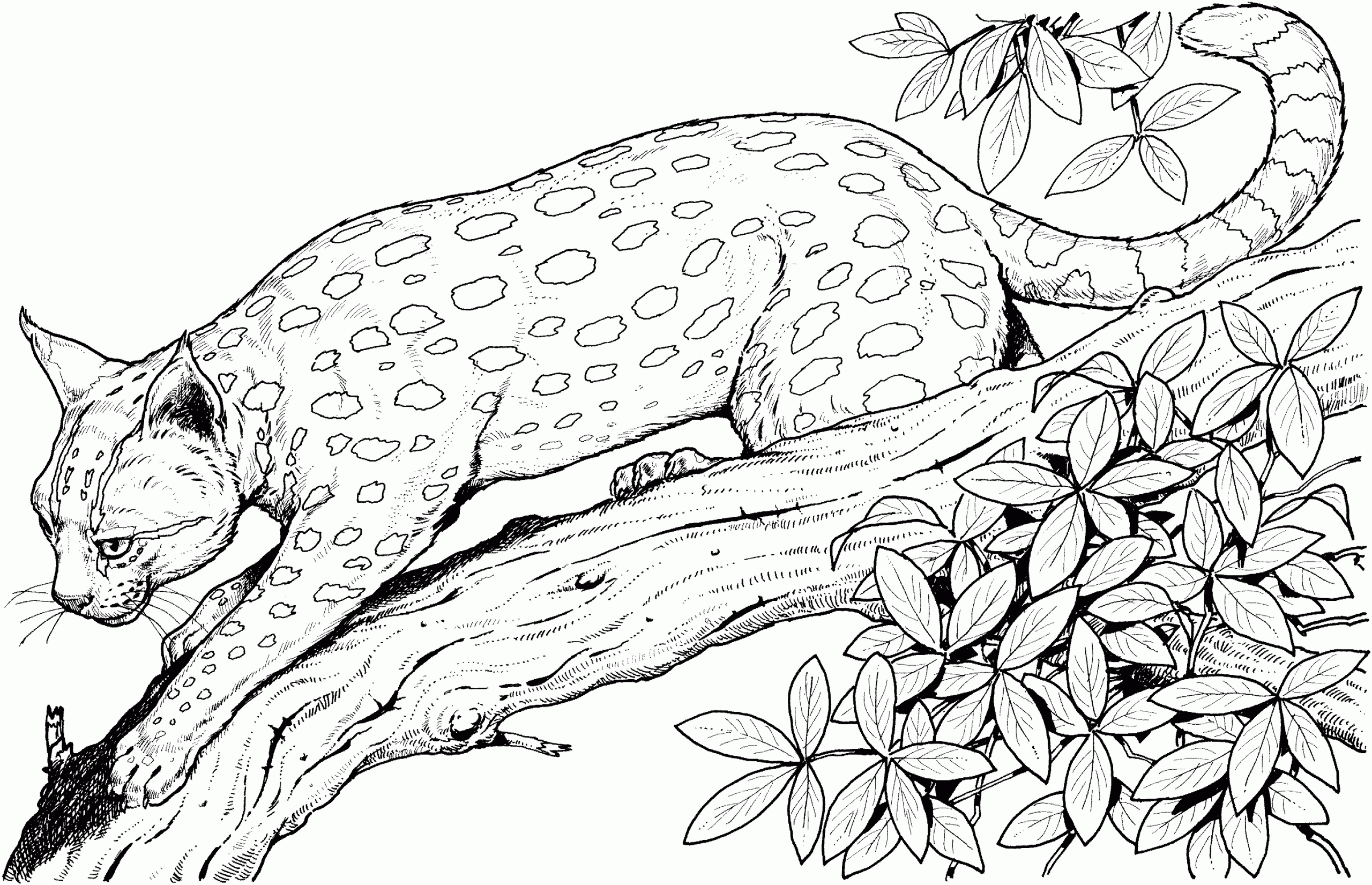 Baby Cheetah Coloring Pages
 Cute Baby Cheetah Coloring Pages Coloring Home