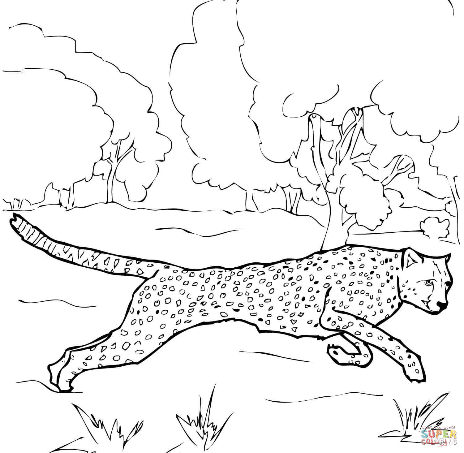 Baby Cheetah Coloring Pages
 Baby Cheetah For Coloring Pages Coloring Home