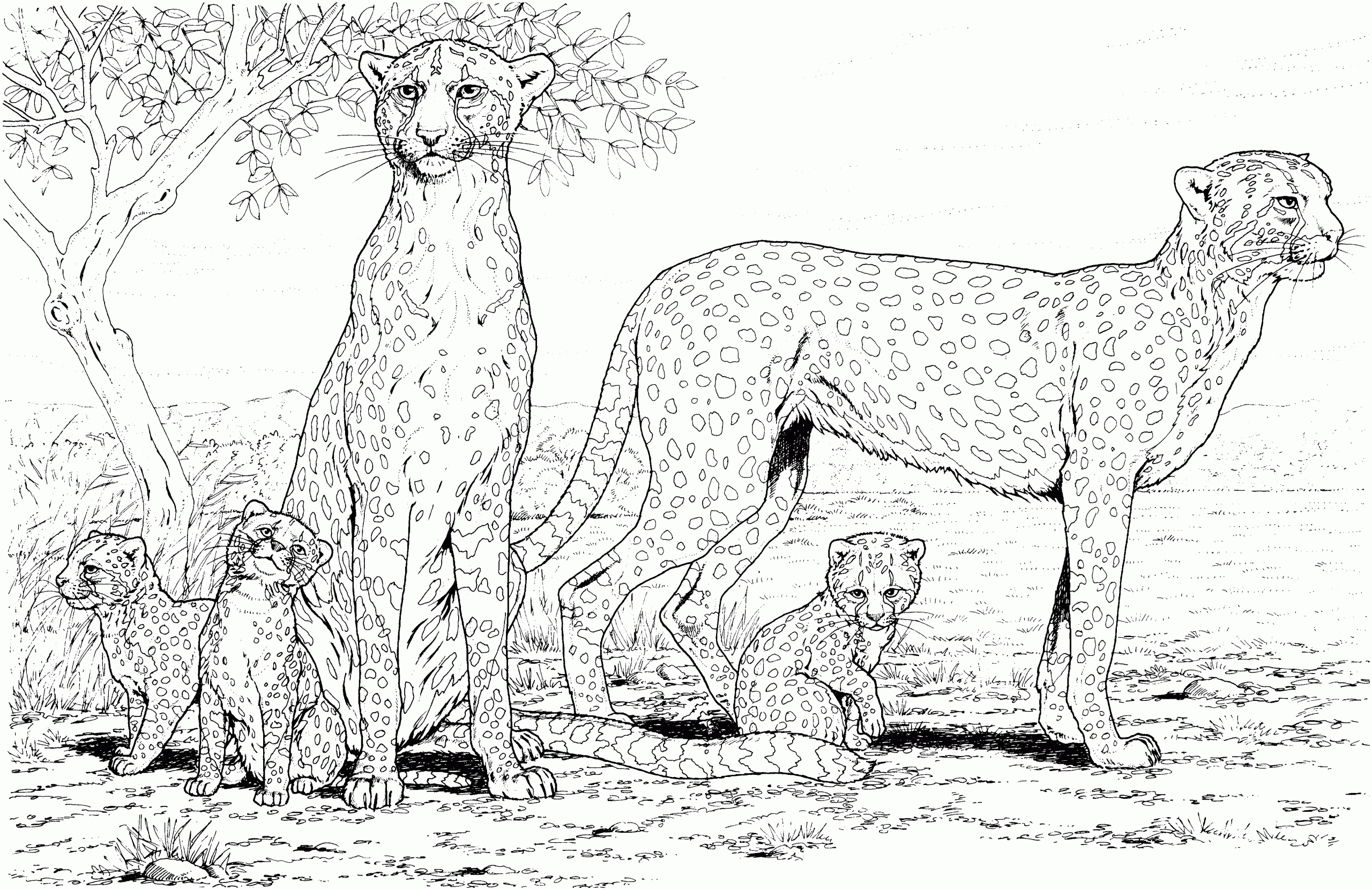 Baby Cheetah Coloring Pages
 Free Cheetah Coloring Pages