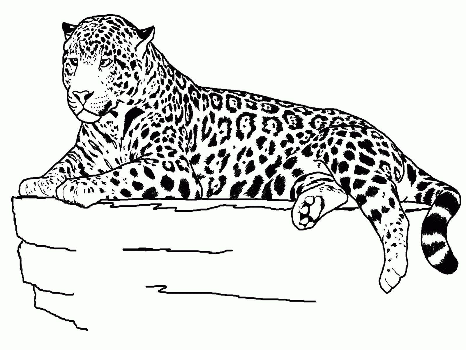 Baby Cheetah Coloring Pages
 Cute Baby Cheetah Coloring Pages Coloring Home