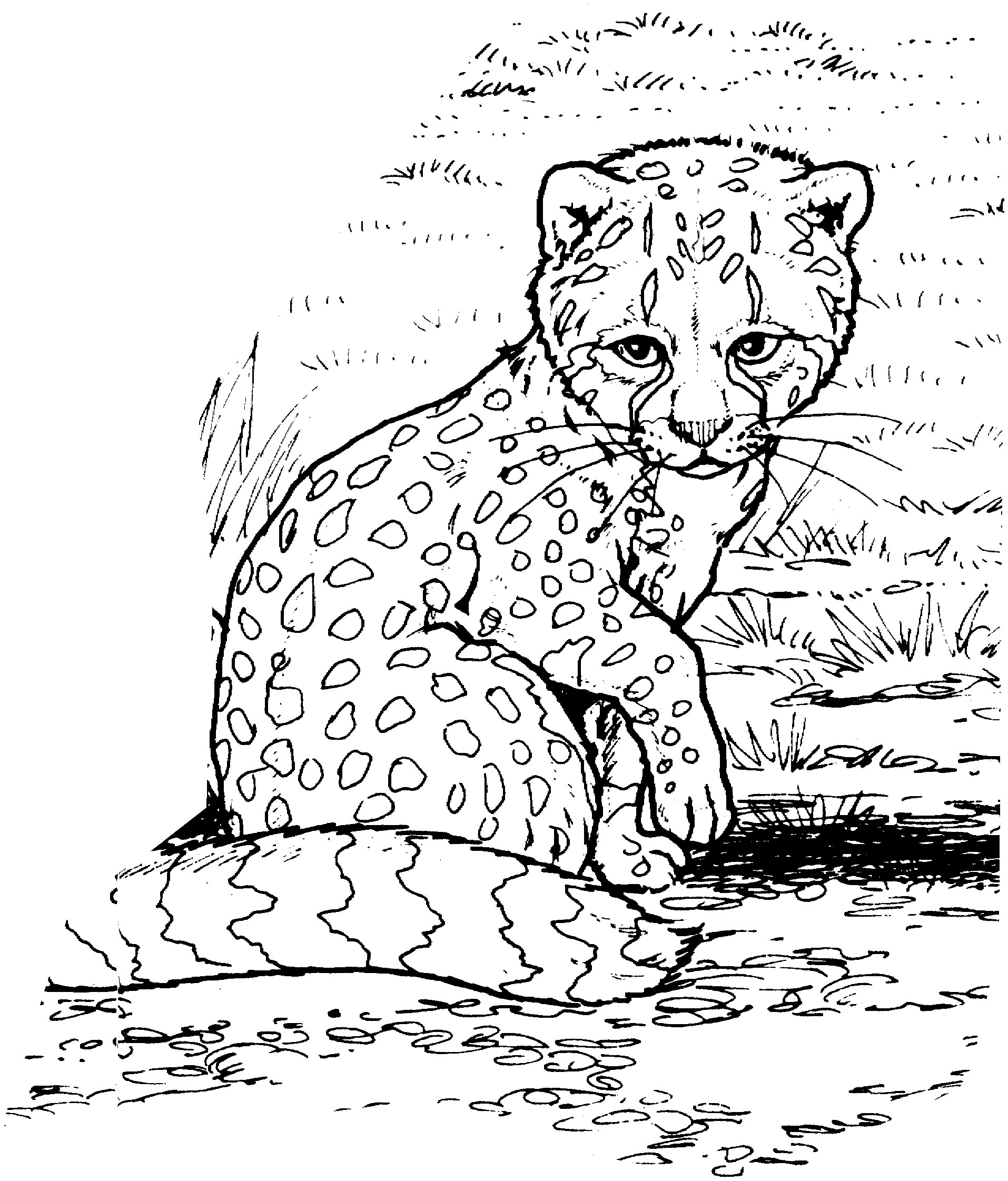 Baby Cheetah Coloring Pages
 Free Cheetah Coloring Pages