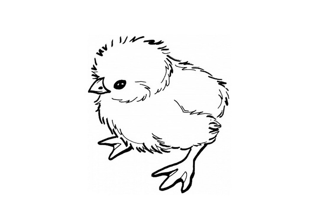 Baby Chick Coloring
 Baby chick coloring pages Coloring pages for kids