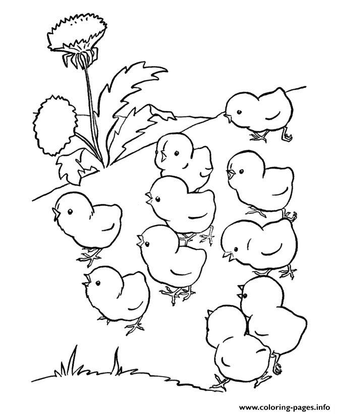 Baby Chick Coloring
 Cute Baby Chicks Preschool S Farm Animals8adb Coloring