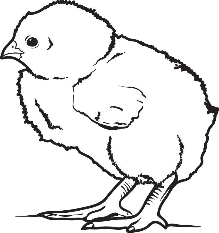 Baby Chicks Coloring
 FREE Printable Little Baby Chick Coloring Page for Kids