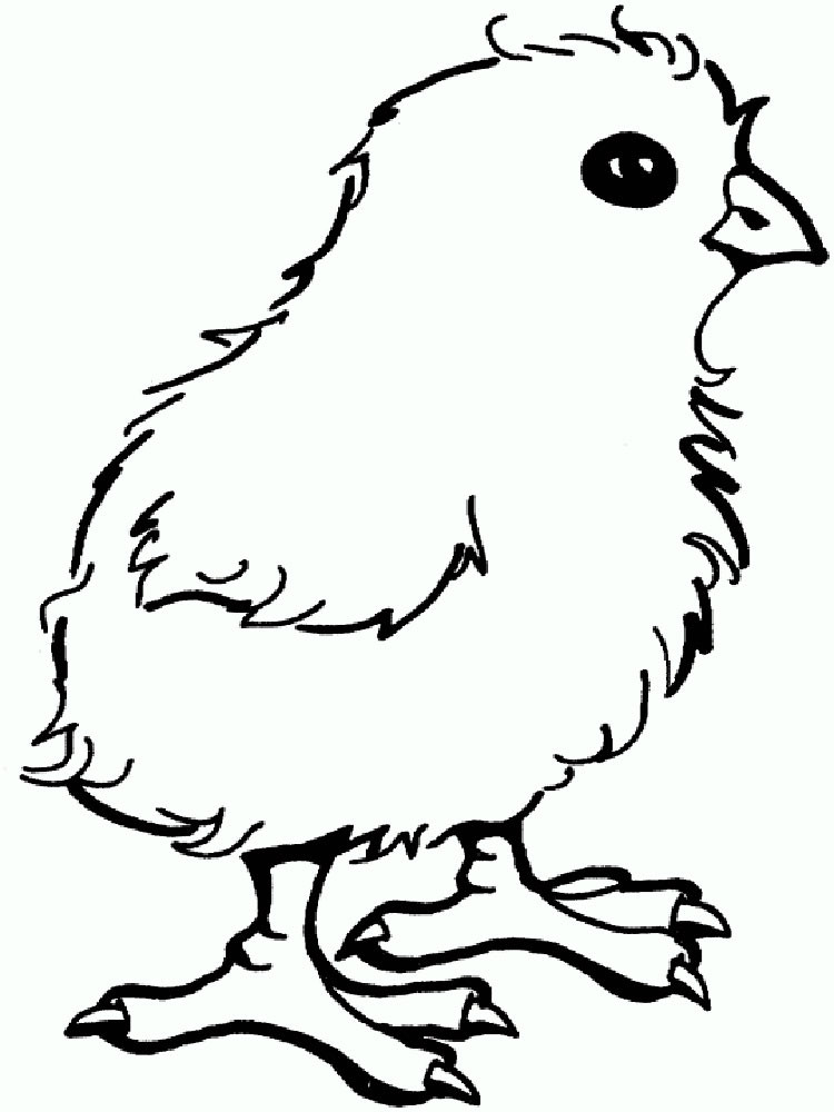 Baby Chicks Coloring Pages
 Baby Chick coloring pages Download and print Baby Chick