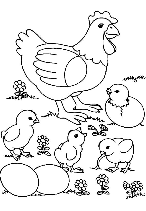 Baby Chicks Coloring Pages
 Chick Hatching Coloring Pages