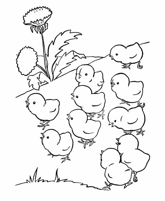 Baby Chicks Coloring Pages
 Farm animal chicken coloring page