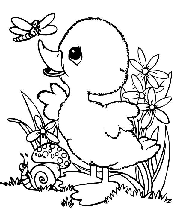 Baby Duck Coloring Page
 Baby Duck And Dragonfly Coloring Pages