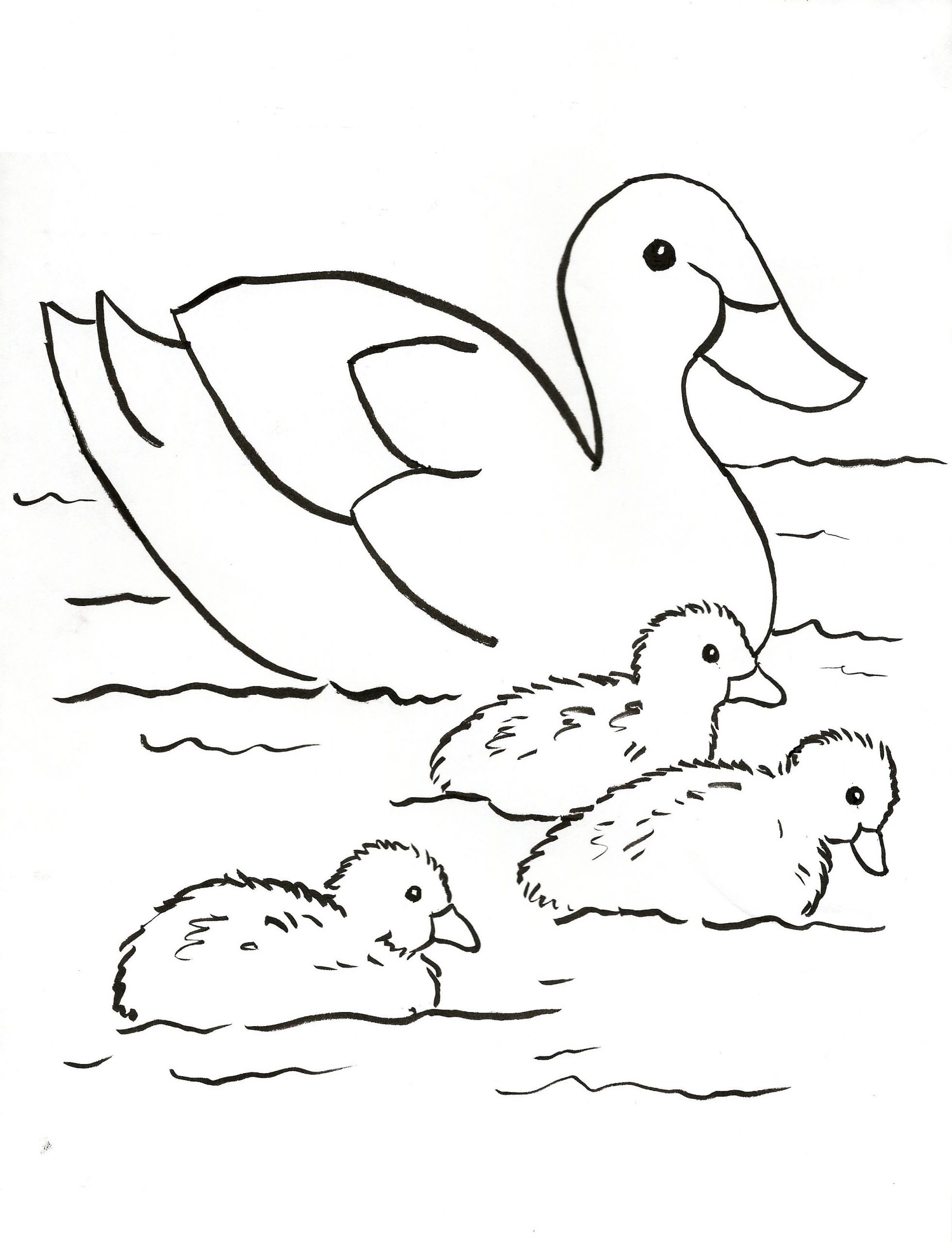 Baby Duck Coloring Page
 Baby Duck Coloring Pages at GetColorings