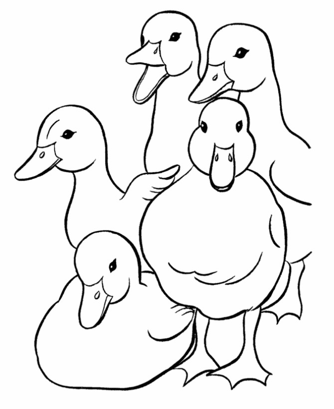 Baby Duck Coloring Page
 Baby Duck Coloring Pages Coloring Home