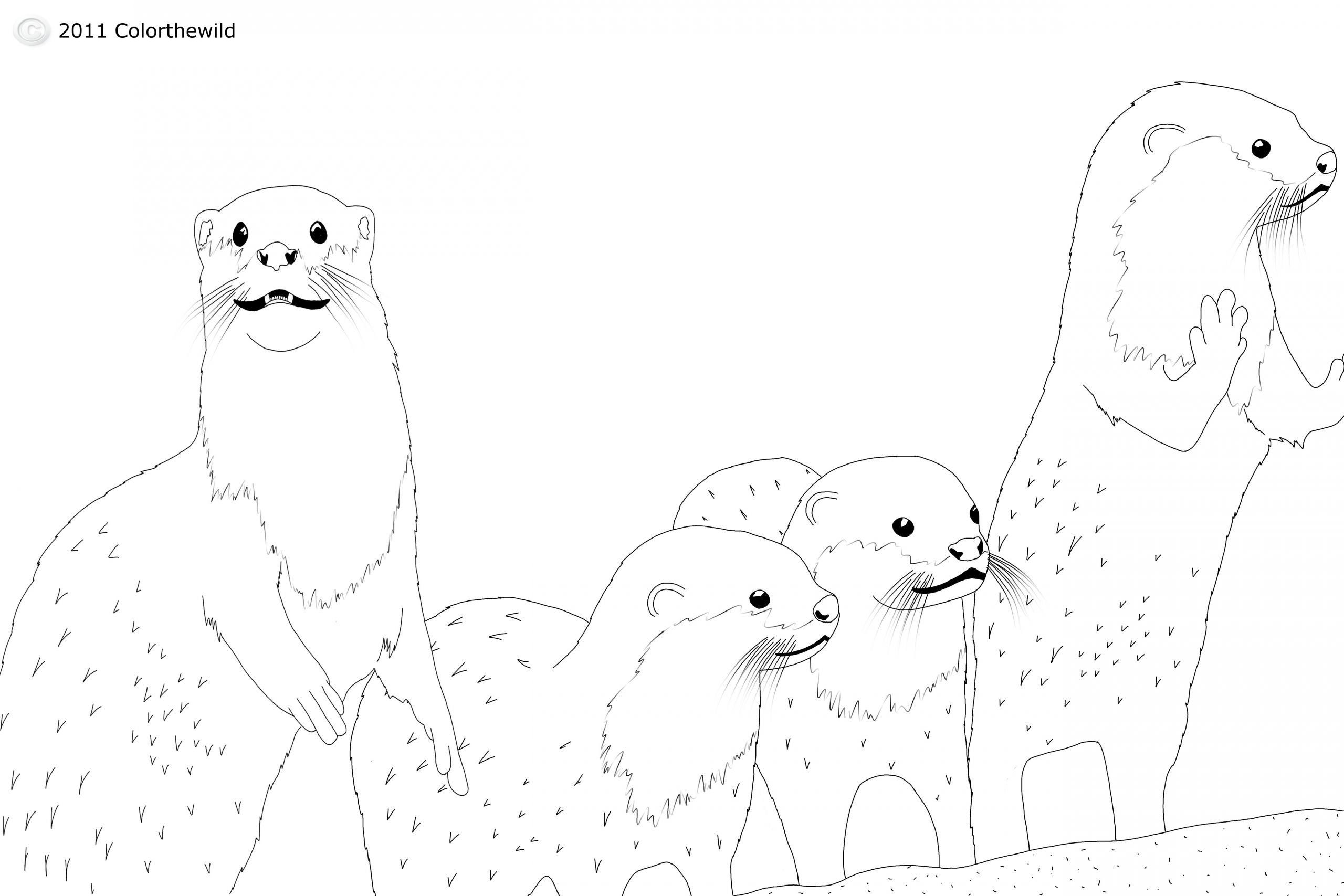 Baby Otter Coloring Pages
 Baby Otter Coloring Coloring Pages