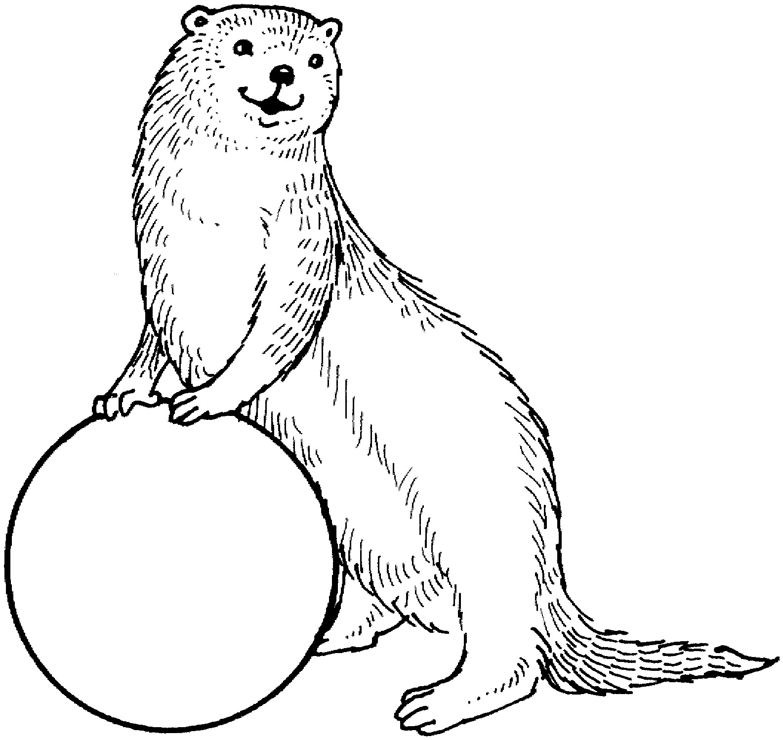 Baby Otter Coloring Pages
 Free Otter Coloring Pages