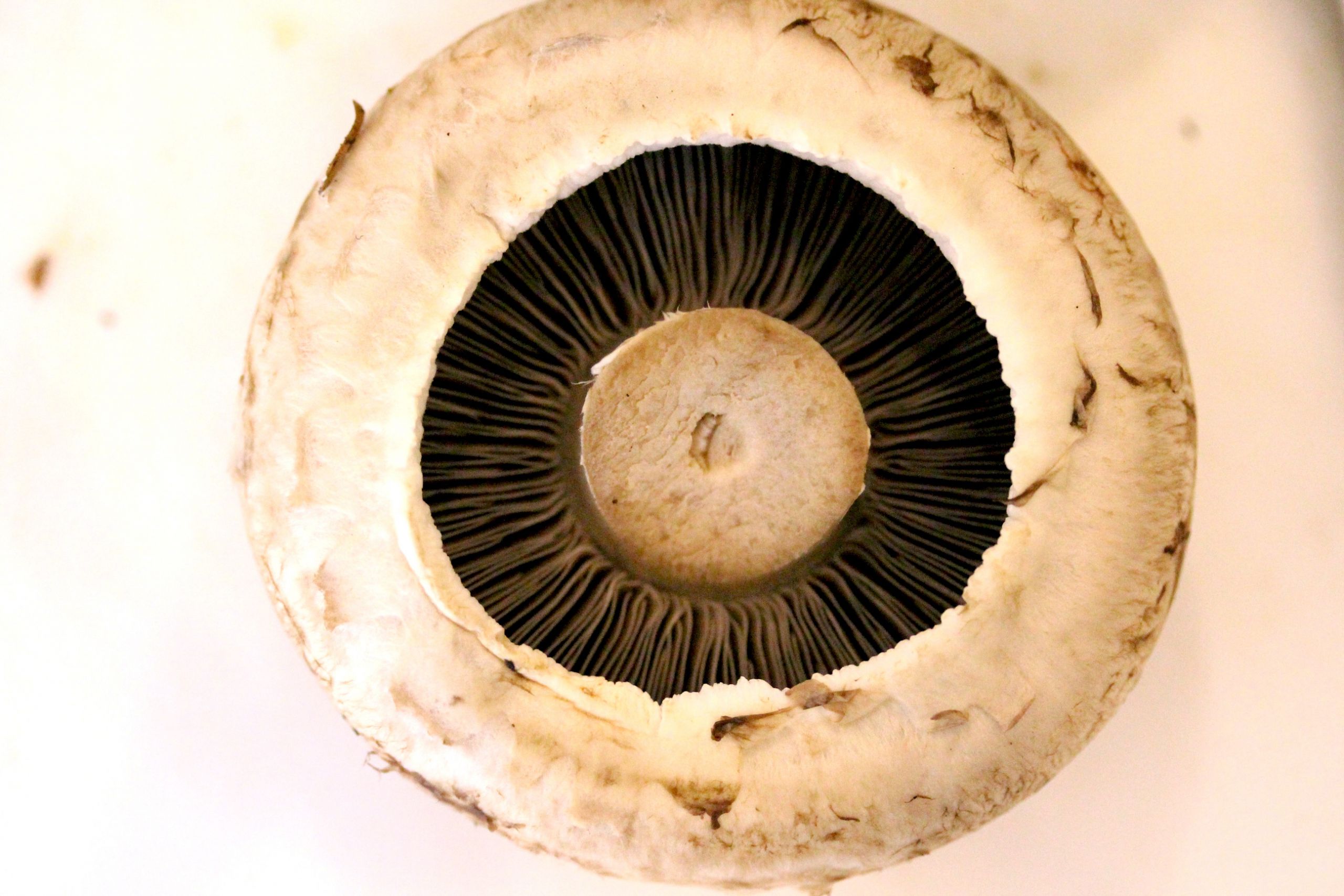 Baby Portobello Mushroom
 Truffled baby portobello mushroom