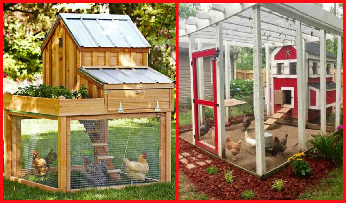 Backyard Chicken Coop Plans
 100’s Free Chicken Coop Plans