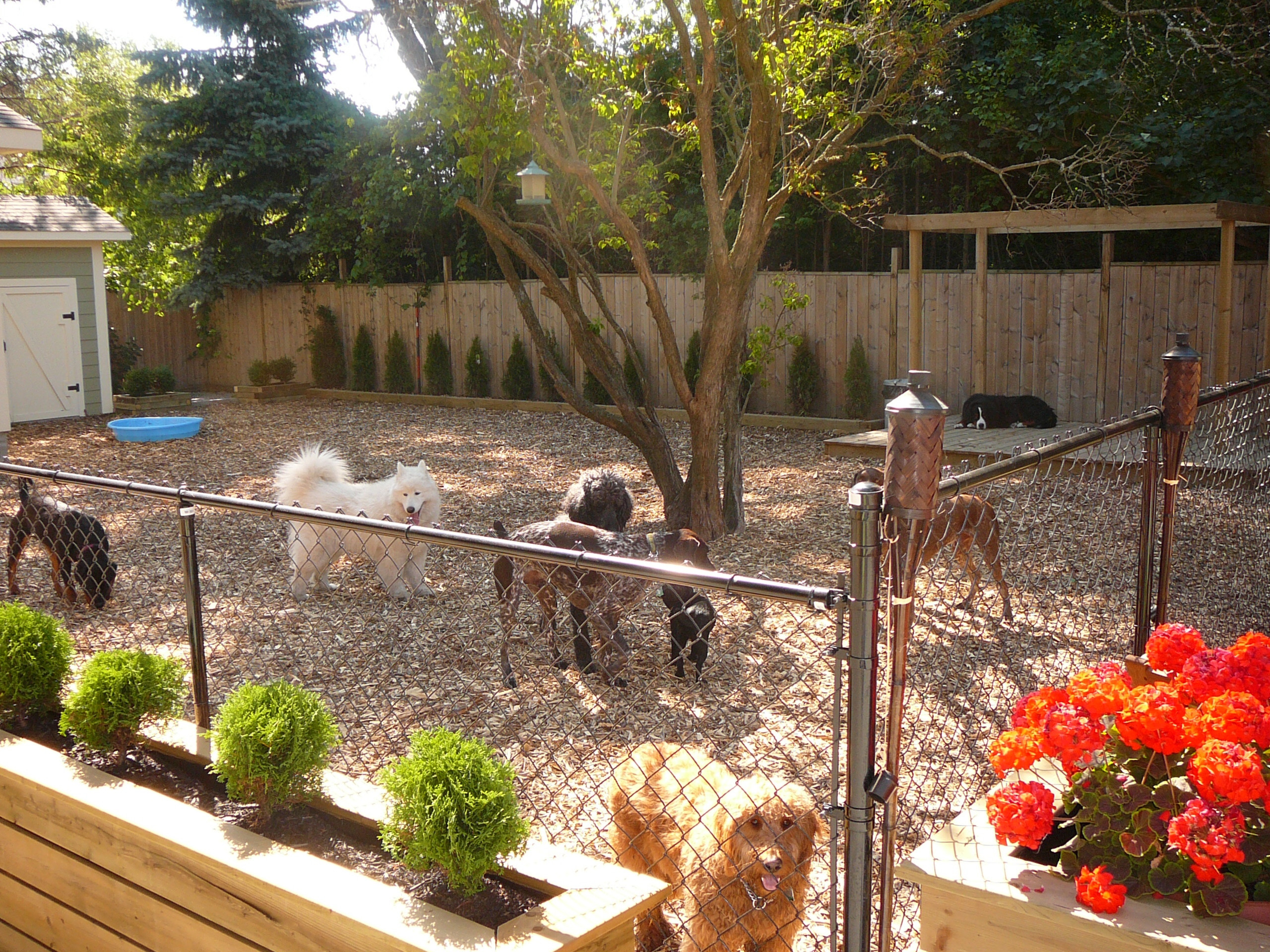 Backyard Dog Runs Ideas
 8 Dog Friendly Backyard Ideas