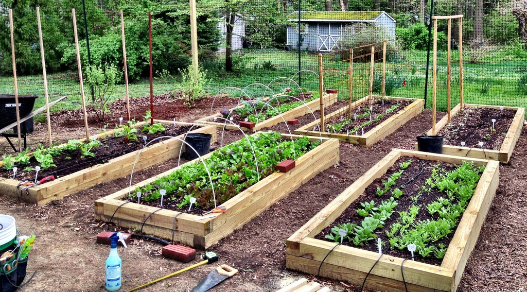 Backyard Farm Ideas
 The Year of Farming Dangerously