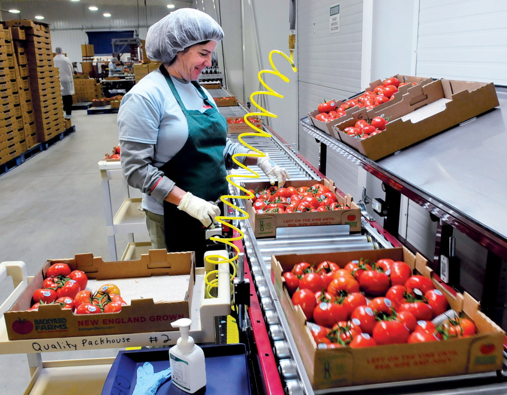 Backyard Farms Madison Maine
 Maine s Backyard Farms reopens – with much at stake The