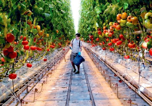 Backyard Farms Madison Maine
 Purchase of Backyard Farms in Madison seen as positive